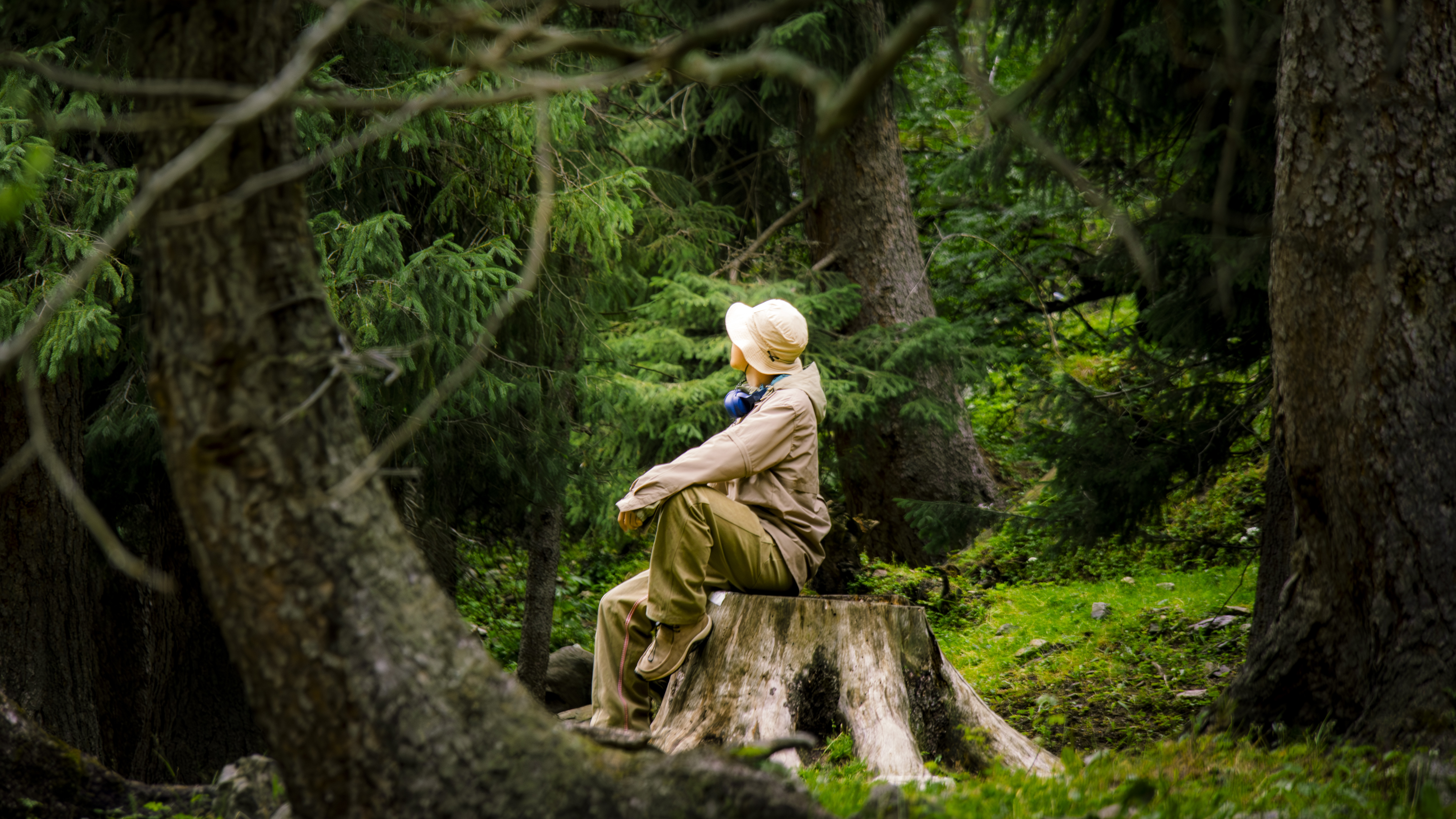 Stillness in the Forest